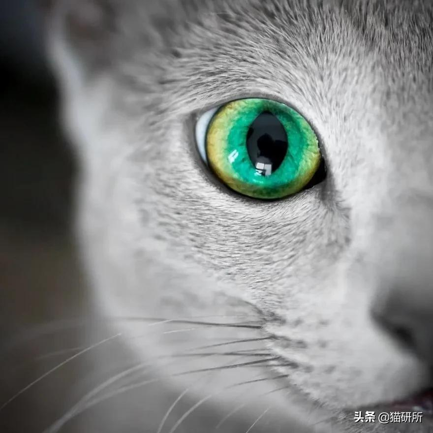 猫咪这么可爱！居然要制裁TA