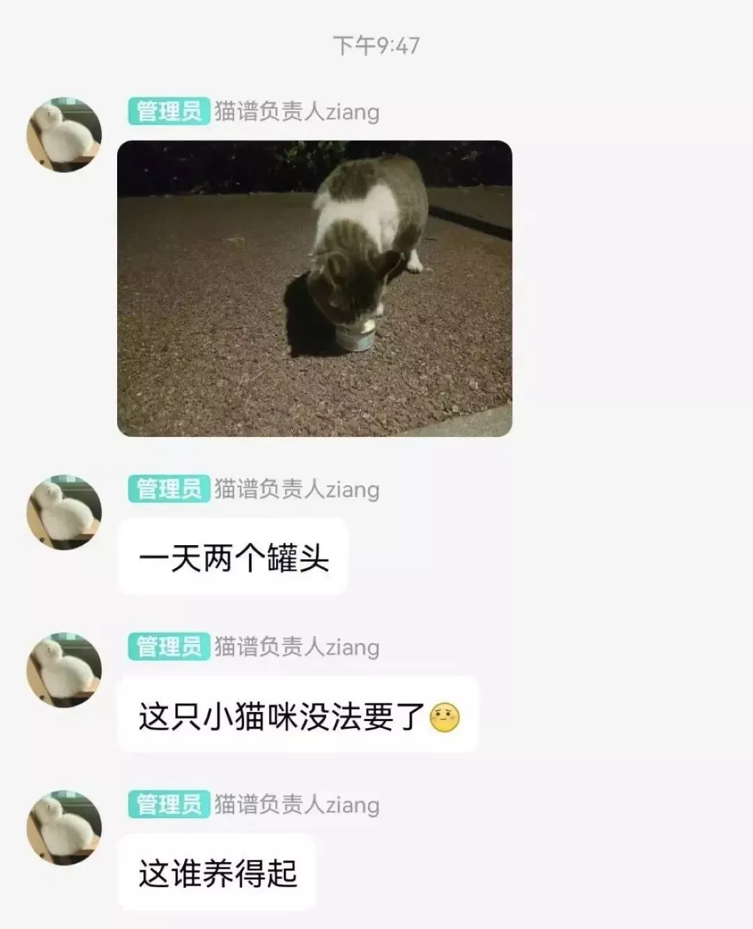 搞清楚流浪猫是怎样碰瓷的，铲屎官从此便能轻松应对