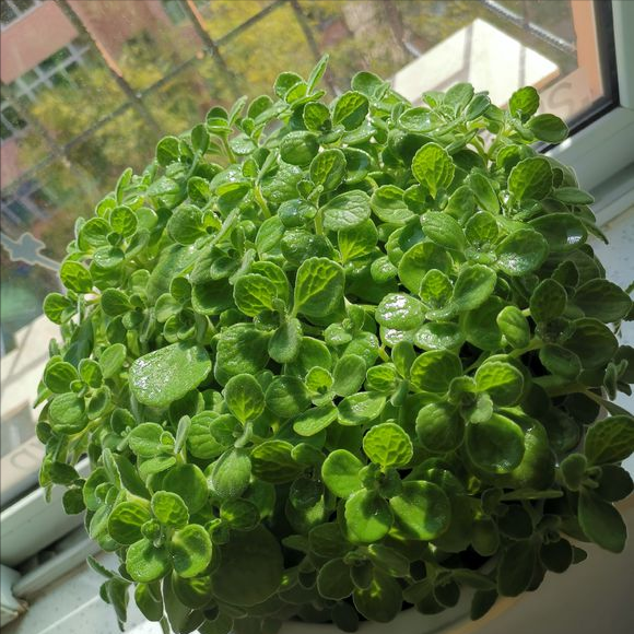 5种“香香花”摆在卫生间，臭味通通跑光，跟喷了香水儿似得