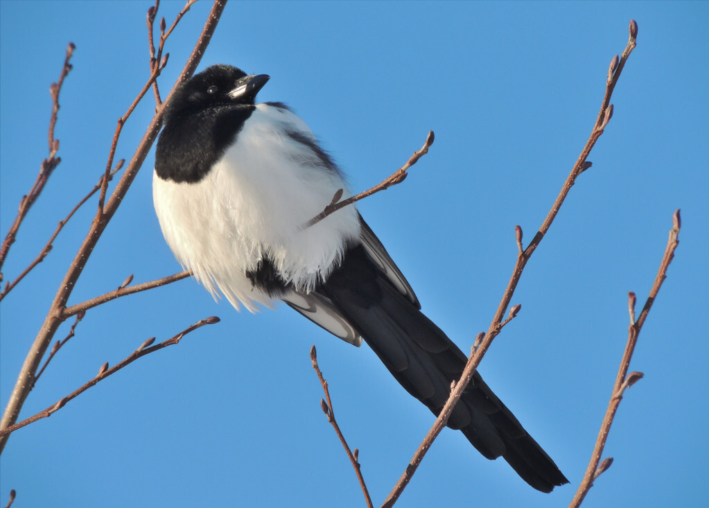 聪明的喜鹊可是"高级建筑师",它的窝外表粗糙内部奢华,扛风雪