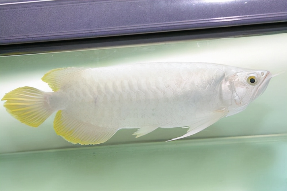 第三种,白金龙鱼.