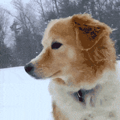 我妈让我把鱼解冻，结果打游戏没注意煮熟了怎么办？