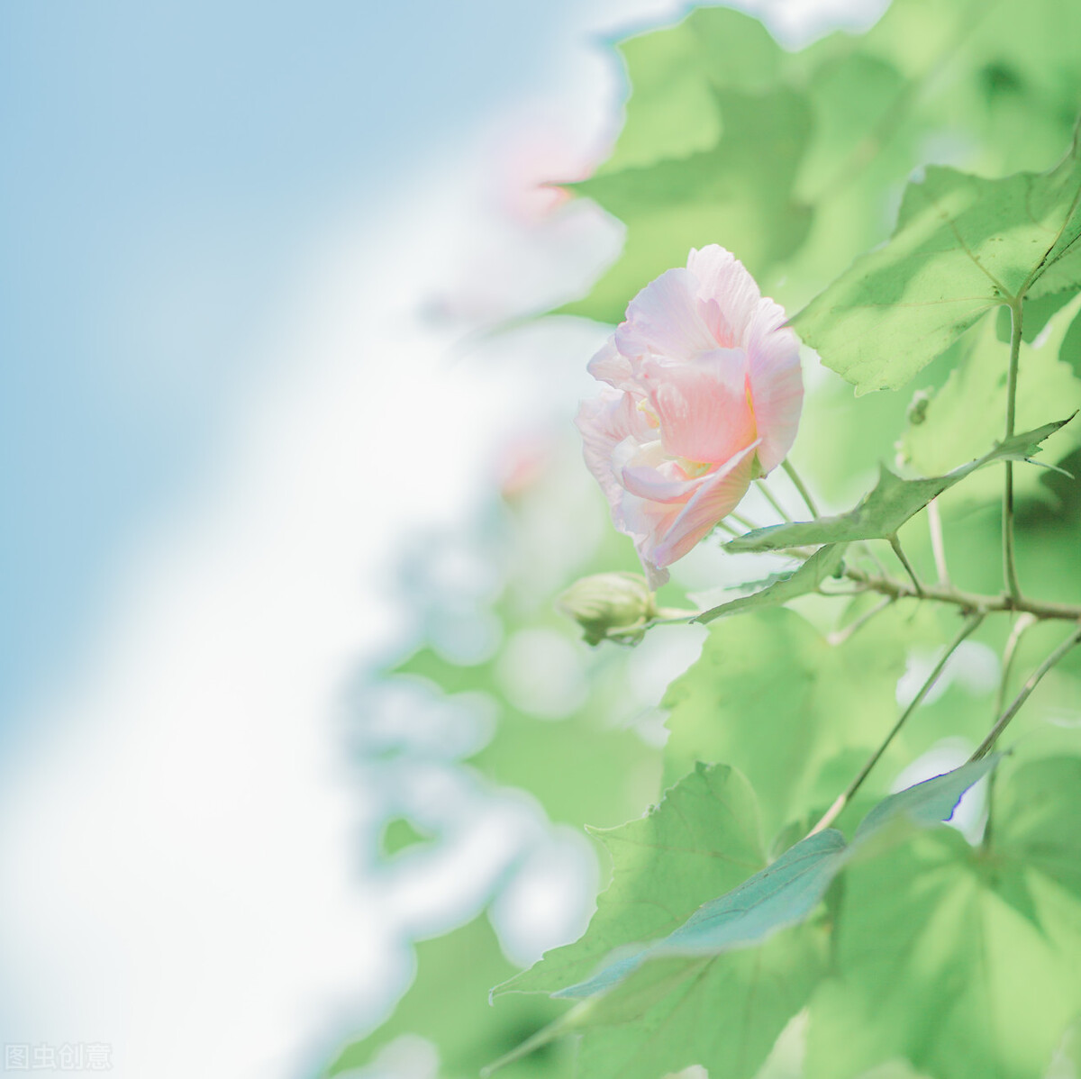 春天唯美句子,描写浅夏时光的美好文案