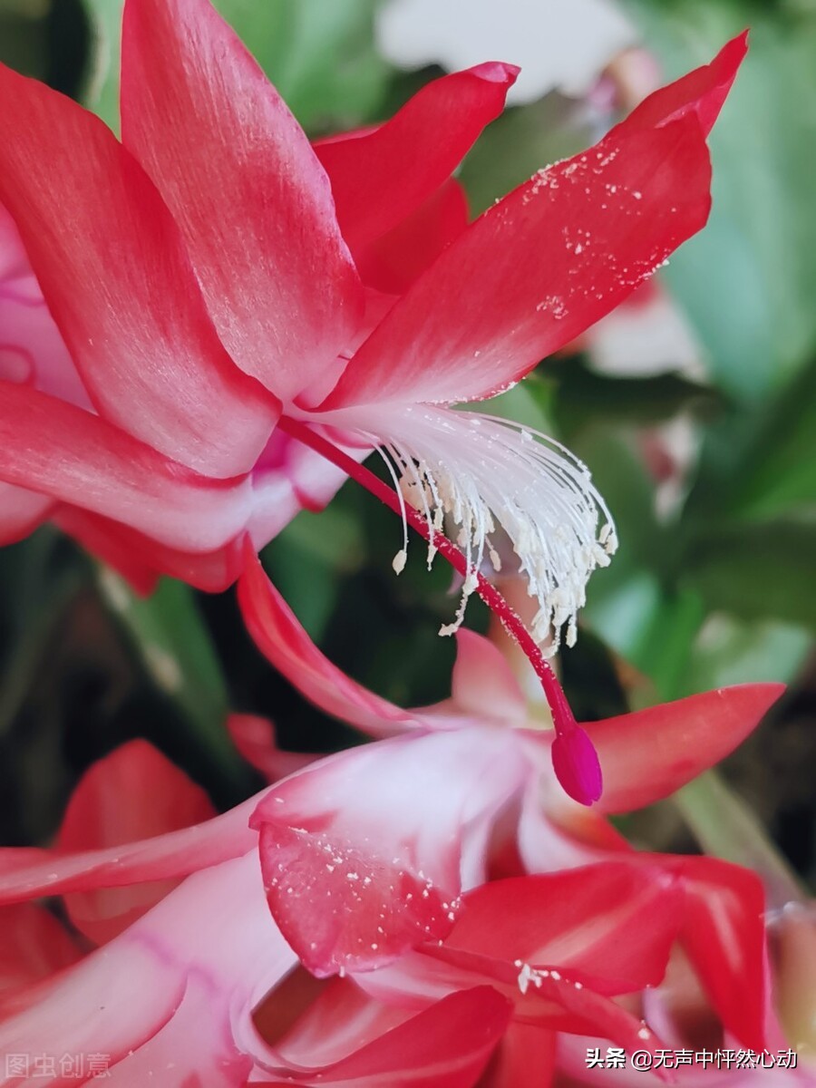 养眼的蟹爪莲花，好运连连