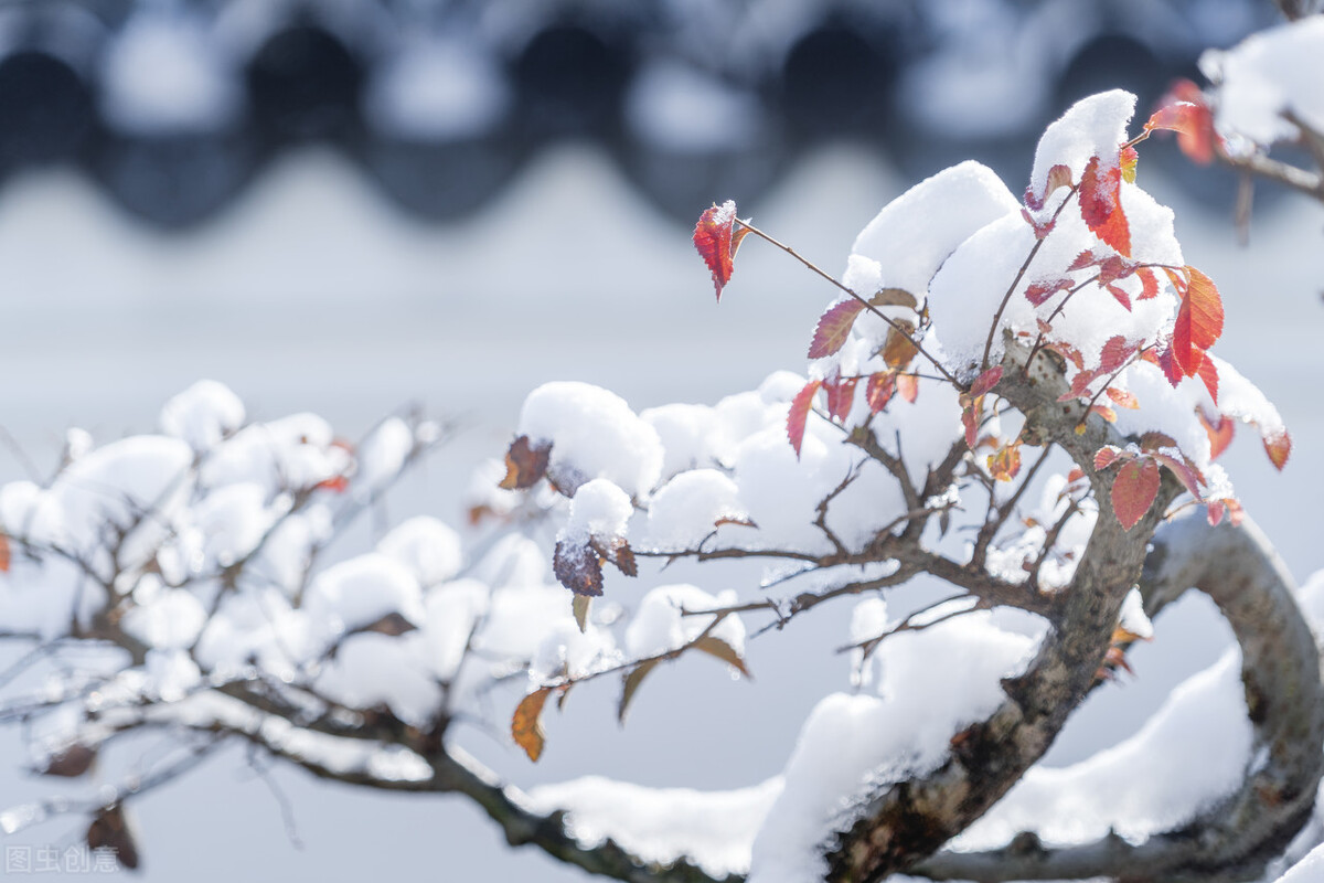 冬韵：红炉点雪，落纸云烟，愿冬来无恙，一切遂意