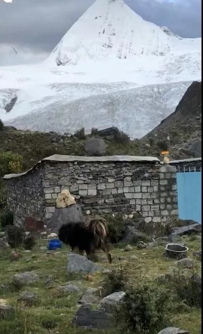 西藏冒险王镜头里雪域藏獒