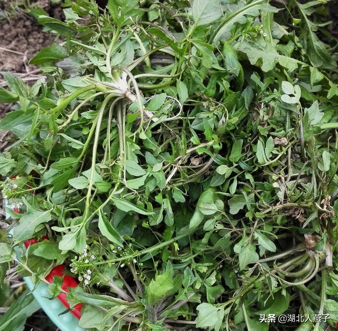 野菜的种类和做法（带你见识不同的野菜和吃法） 1