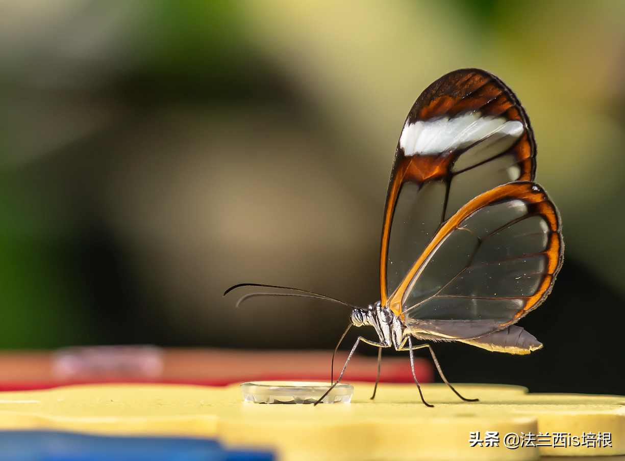 解密蝴蝶隐形翅膀上黑科技，防雾抗反光，能做最先进的眼压测量仪