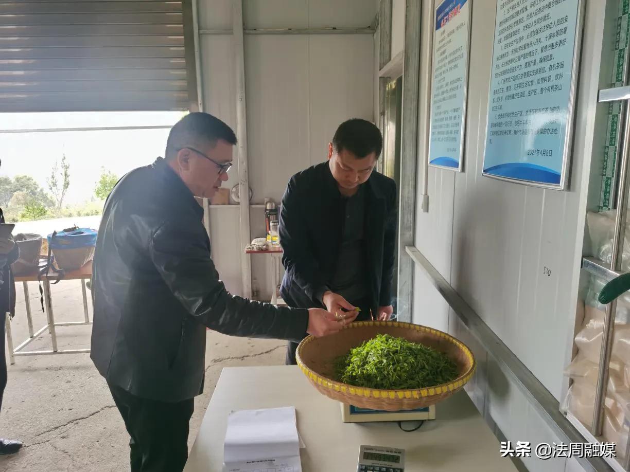 澧县供销社开展茶叶产业发展调研