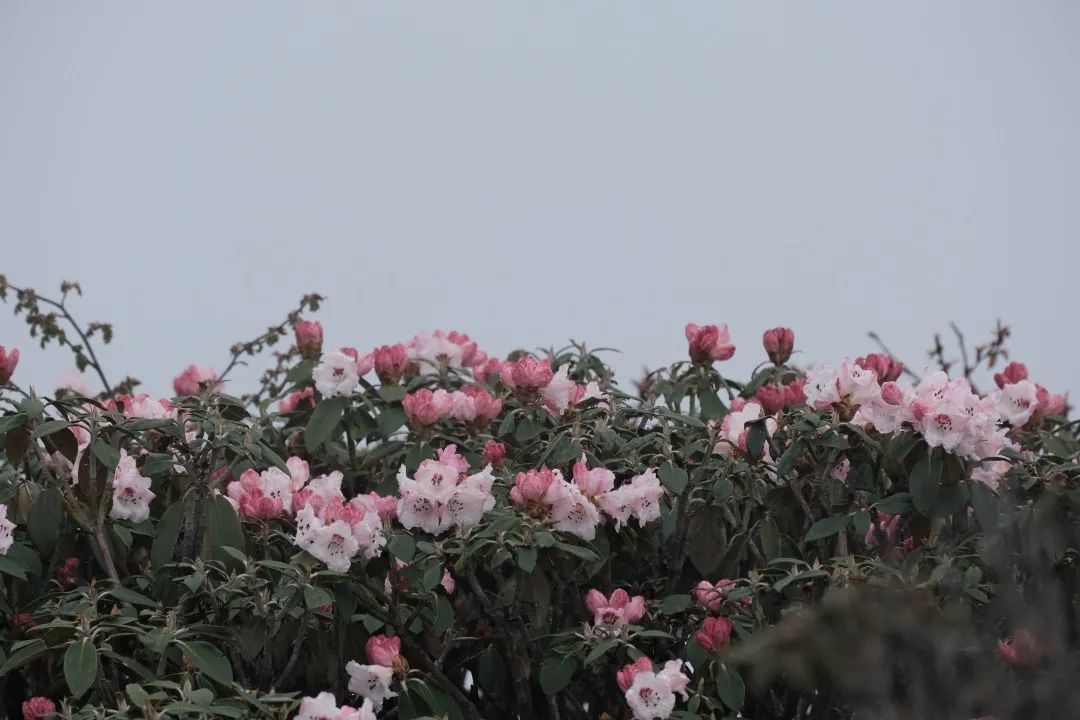 感受峨眉魅力 川渝媒体峨眉山采风行圆满结束