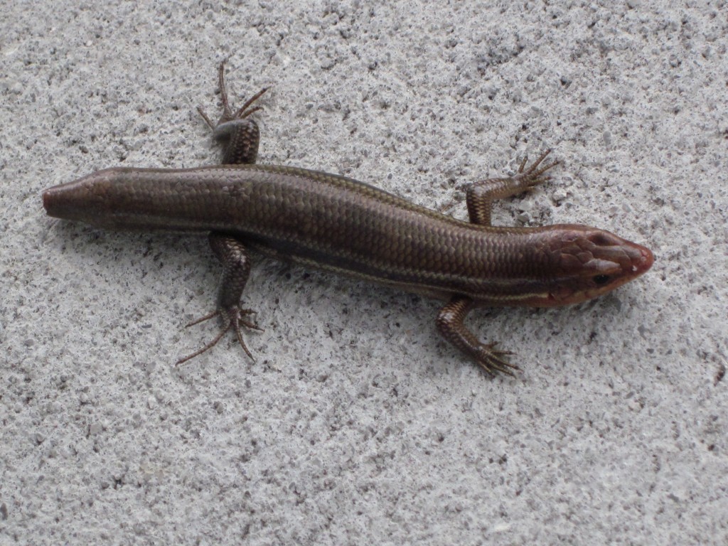 壁虎的图片(俗称) - 赤虎壹号