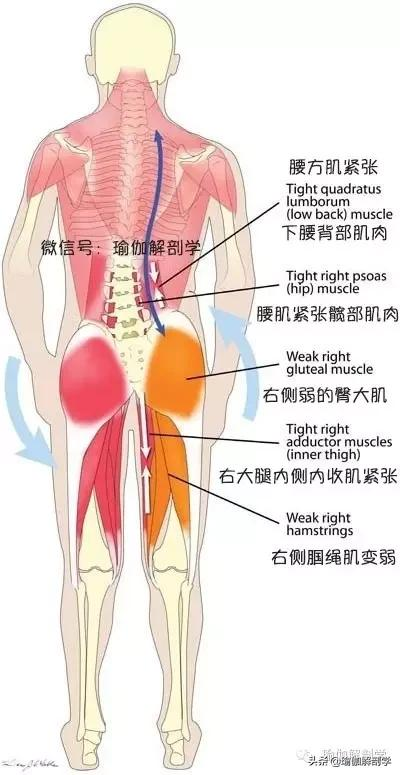 练腰的动作(10个动作拉伸加强腰方肌，缓解腰痛，瘦侧腰效果杠杠滴)