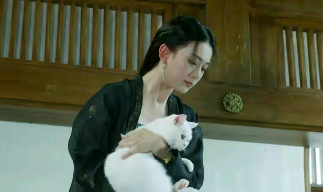 雪中悍刀行的猫是什么品种(揭秘1部电视剧中的猫猫类型)