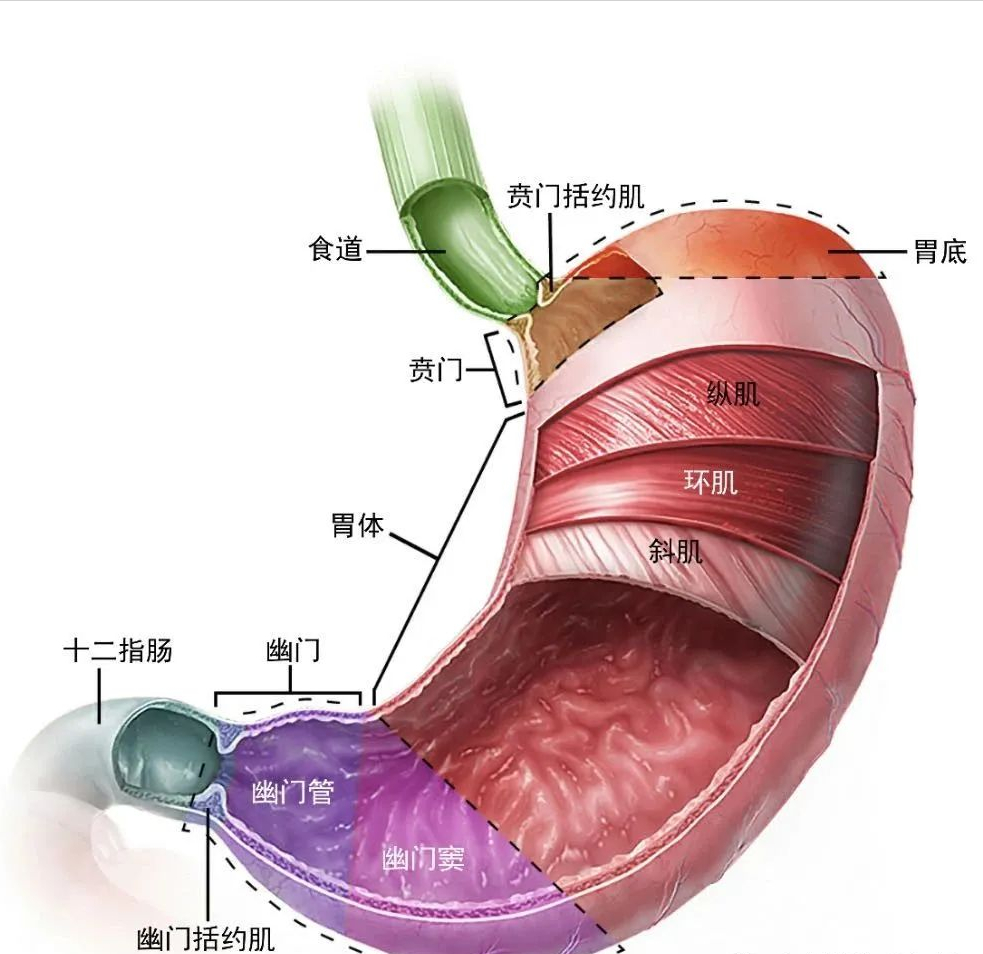 2食管-胃解剖結構