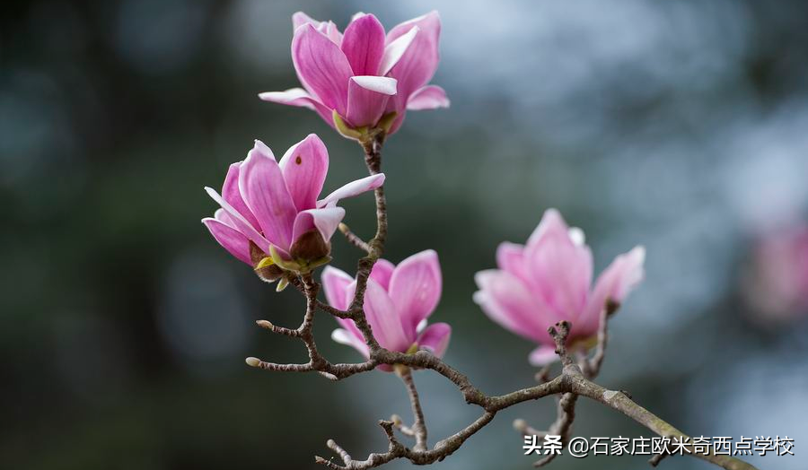 石家庄学西点烘焙去哪里？贵不贵？学费多少？