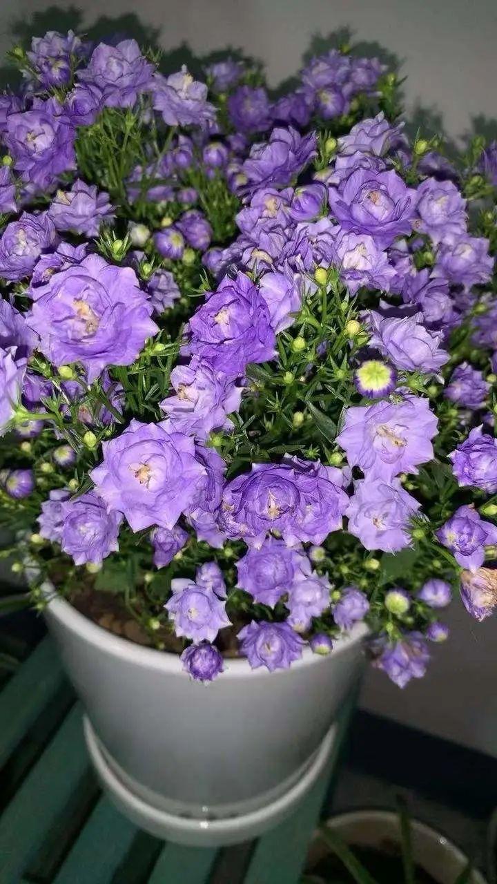 丹麦风铃花(看完这六句话你就会养殖丹麦风铃花了)