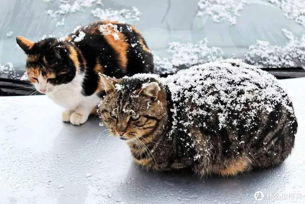 冬天坐车带猫要注意什么？安全保暖全攻略