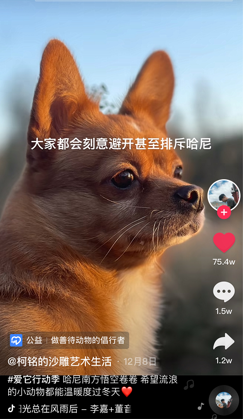 字节跳动公益平台上线流浪动物保护项目，14万网友筹款200万元