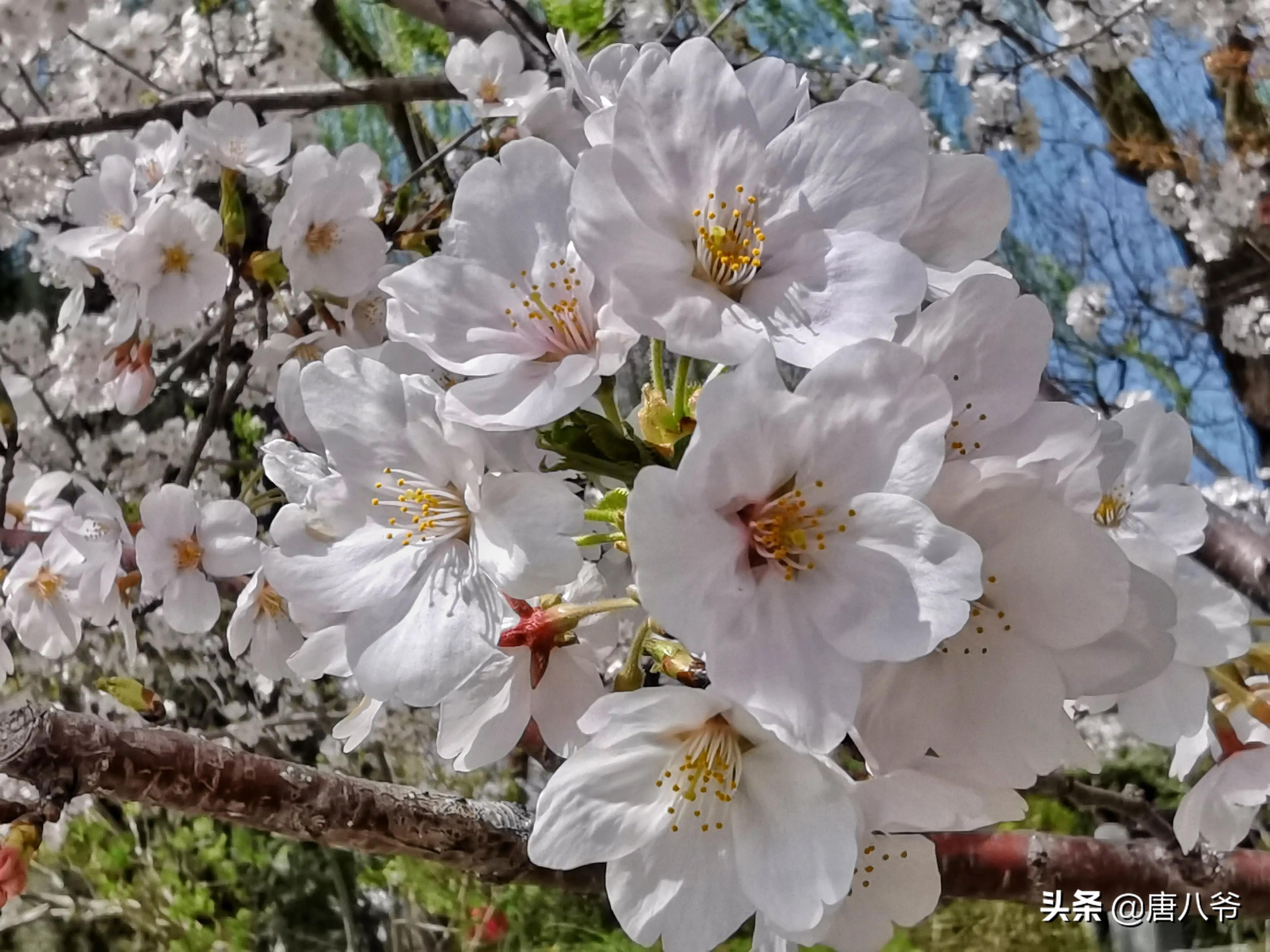 春天的白樱花洁白如朵朵小白云，又有红色花蕊点缀其中