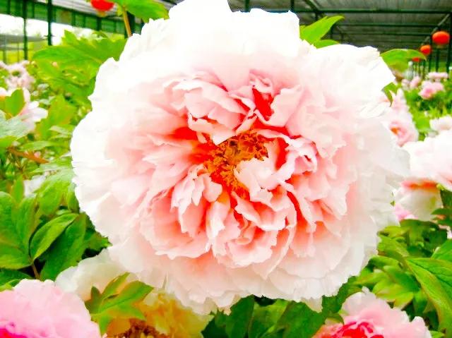 人面桃花相映红，风华绝代胜春芳