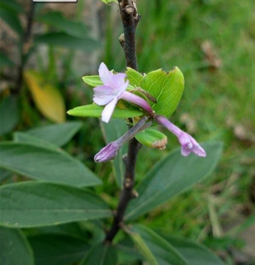 芫花是一种什么样的植物?