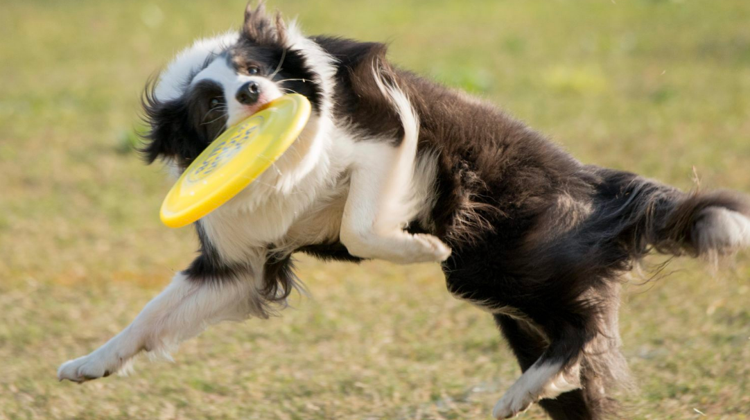 7个狗狗“性冷知识”，养狗多年，你都未必清楚