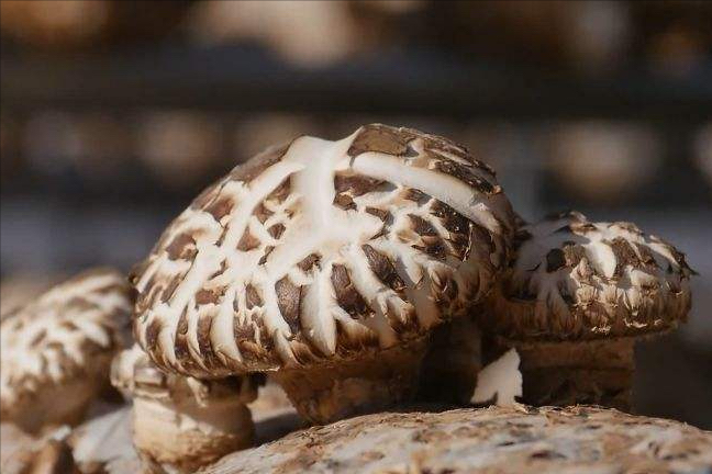 菌菇种类图片(全国哪的蘑菇最好吃) - 赤虎壹号