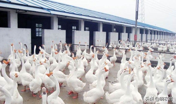 为什么不能随便杀鹅？