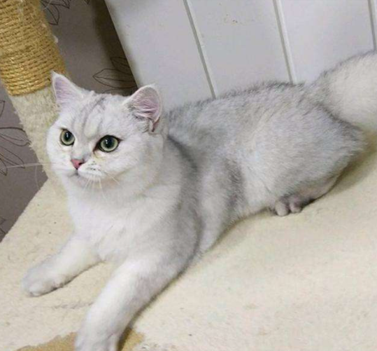 渐层猫图片(银渐层怎么看品相) - 赤虎壹号