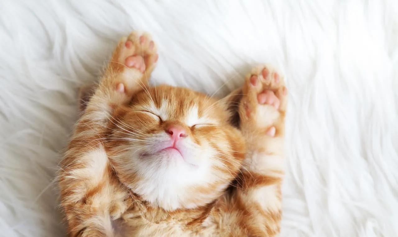 有关猫和狗的唯美句子