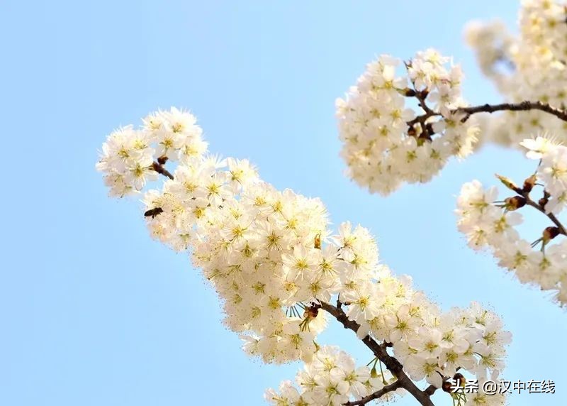 寧強(qiáng)縣七盤(pán)關(guān)：花爭(zhēng)艷 春意濃