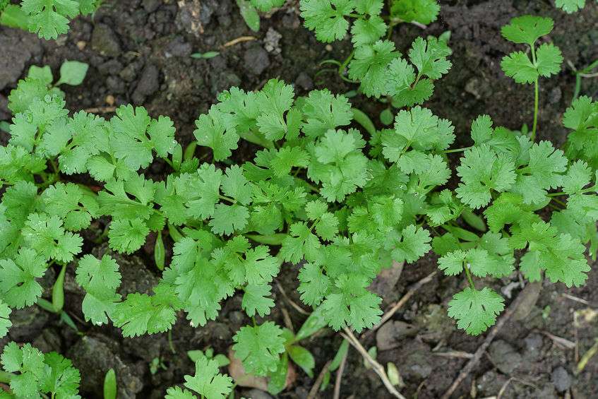 世界讨厌香菜日：为何有人对香菜极度厌恶？或许真的是命中注定