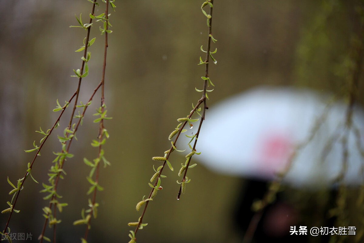 ​ 早春春雨绝句七首：小雨漫空浑不觉，一畦春雨野蔬香