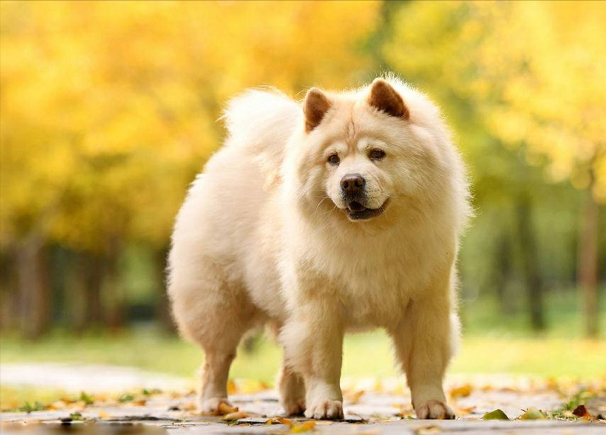 松獅圖片,松獅犬圖片