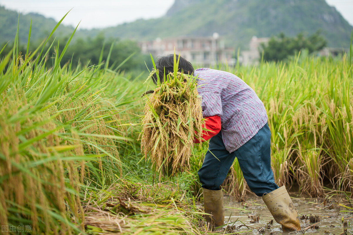 成都专家研制出60天成熟，且亩产1300斤的水稻，网友：水稻也疯狂