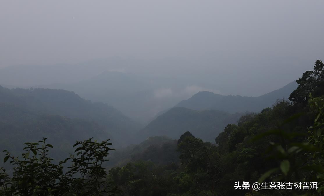 普洱茶是一种什么茶（普洱茶最迷人的特质）