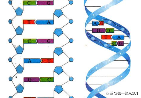 生物密码——DNA、双螺旋结构及其特征