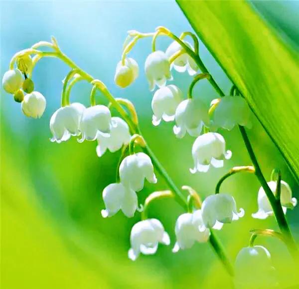 铃兰图片(铃兰花) - 赤虎壹号