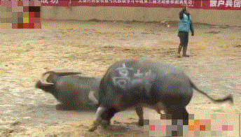 中国网红城市图鉴：狂野刺激的贵州斗牛，比西班牙斗牛勇百倍