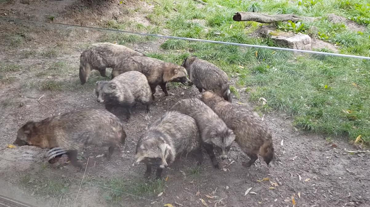 貉子是浣熊吗,貉子是***保护动物吗