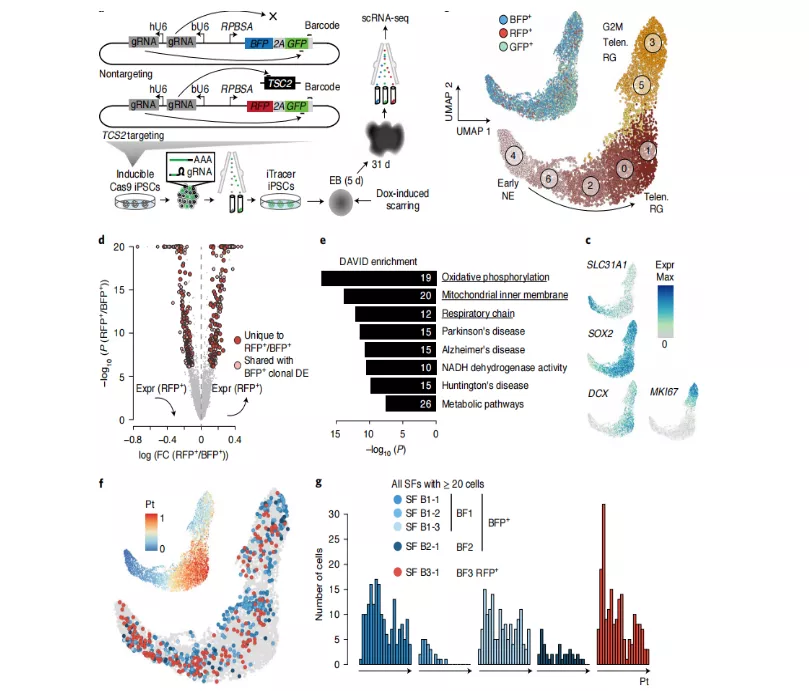 科学家开发谱系记录仪iTracer，可用于所有体外细胞培养系统
