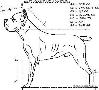 百科 | 卡斯罗，古罗马的农场护卫萌犬
