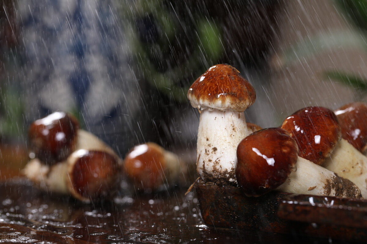 捷径科技协同胡祥培教授团队科技援藏 共促西藏数字农业可持续发展