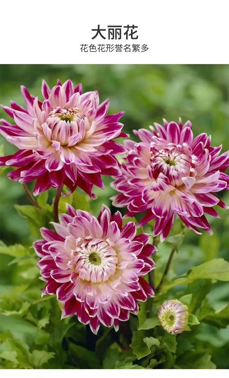 花朵美图｜温柔甜美的初吻、大丽花、耧斗菜花朵合集160张
