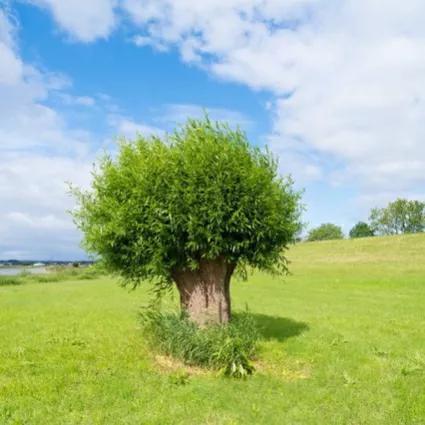 清明节的由来和传说故事