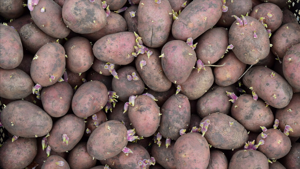 第13期/种植马铃薯千万别做这11项，80%产量都不高