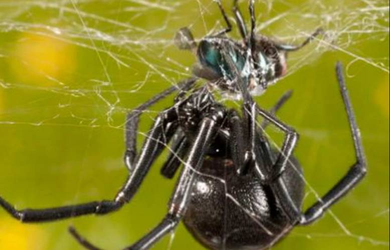 黑寡妇蜘蛛为什么要吃掉自己的丈夫？