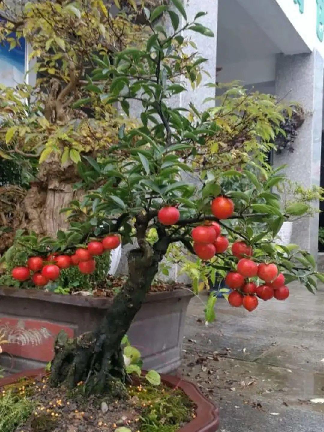 象征老人长寿的花（寓意老人健康长寿的花）