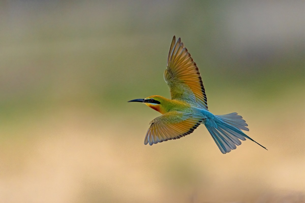 以热爱为名发现自然之美 那些野性瞬间背后的故事