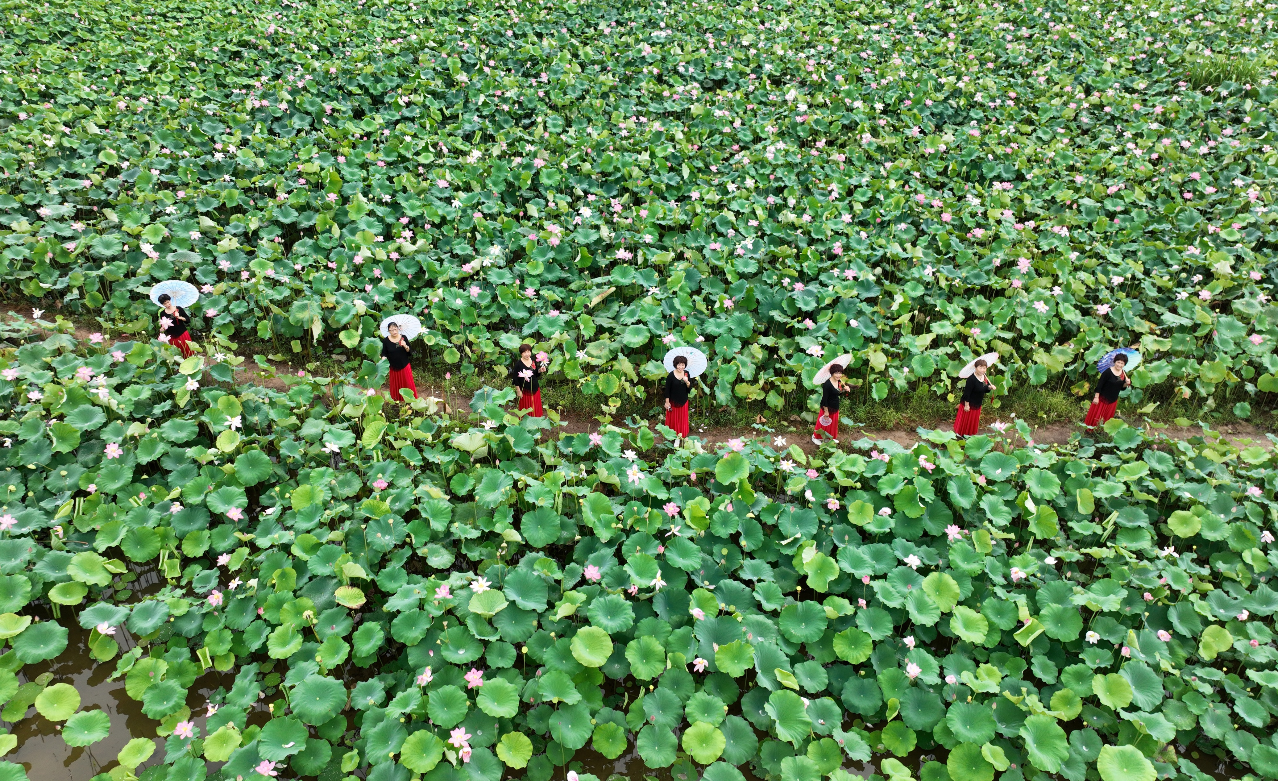 江西上饶：荷花绽放醉游客